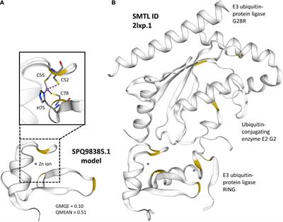 Candidate Effectors of Plasmodiophora brassicae Pathotype 5X During Infection of Two Brassica napus Genotypes